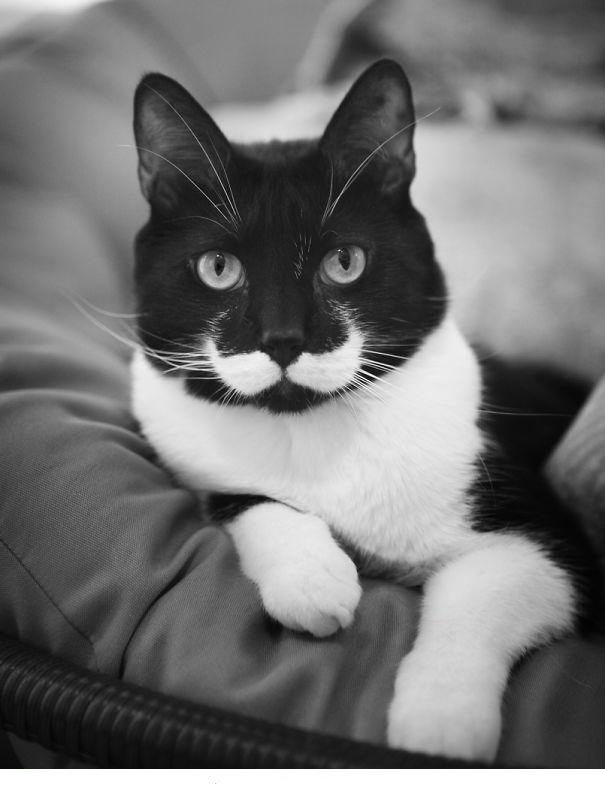 mr mustache cat