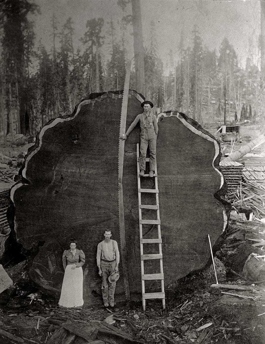 Loggers in California with the felled giant Mark Twain redwood, 1892