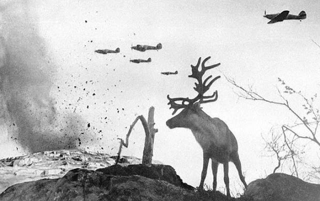 A shell shocked reindeer as World War II planes drop bombs, by Yevgeny Khaldei, Mourmansk, Russia, 1941