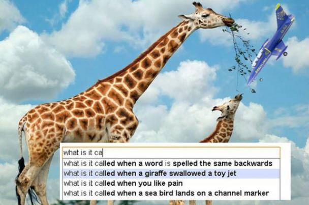 mom and baby giraffe eating - what is it cal What is it called when a word is spelled the same backwards what is it called when a giraffe swallowed a toy jet what is it called when you pain what is it called when a sea bird lands on a channel marker