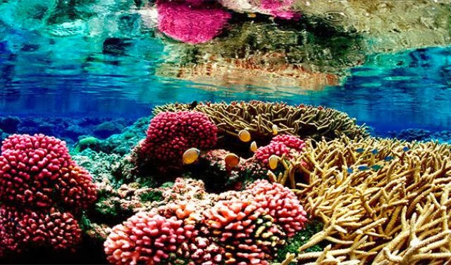 Constructed from millions of tiny polyps, coral reefs are the largest living structures on Earth, some even visible from space.