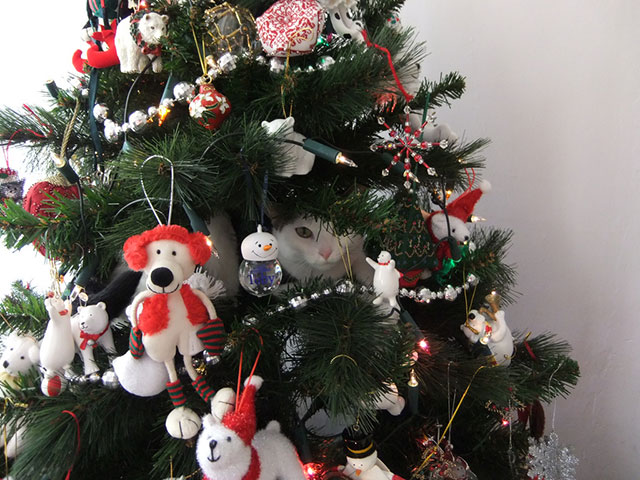 Cats in Christmas Trees
