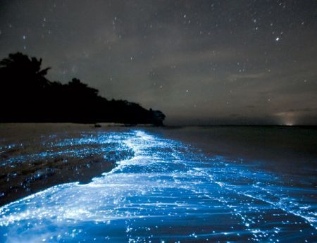 Electric Blue Seas    the result of a mass of naturally glowing plankton washing up all at once on a single tide
