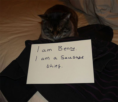 21 Examples Of Cat Shaming