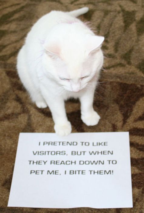 21 Examples Of Cat Shaming