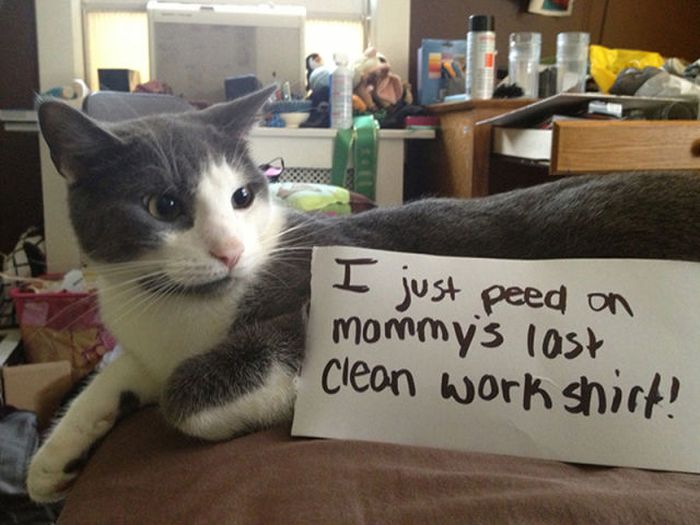 21 Examples Of Cat Shaming