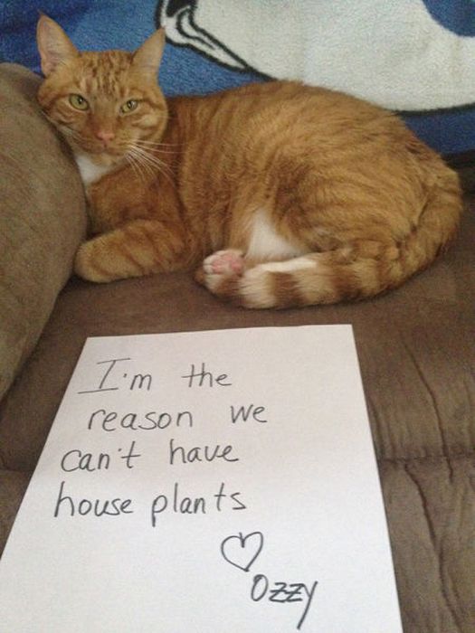 21 Examples Of Cat Shaming