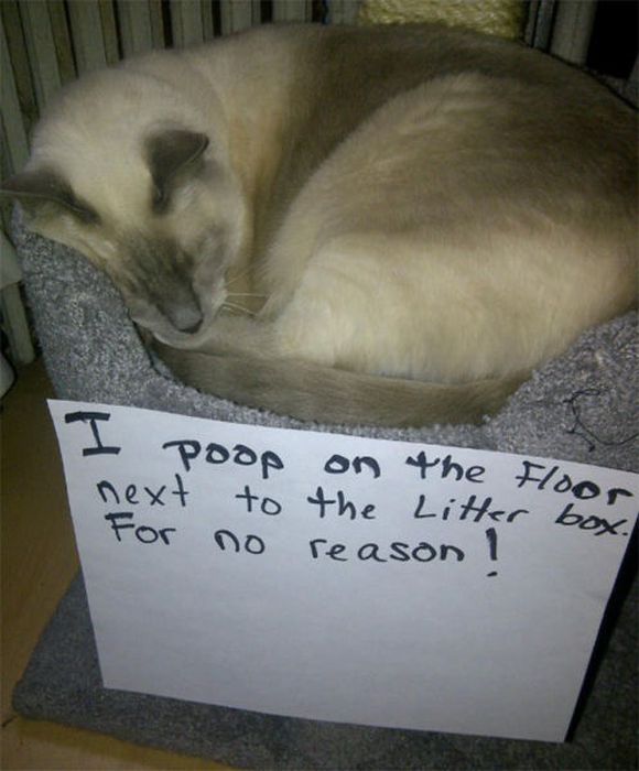 21 Examples Of Cat Shaming