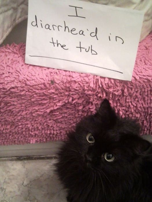 21 Examples Of Cat Shaming