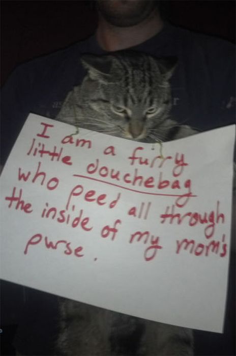 21 Examples Of Cat Shaming
