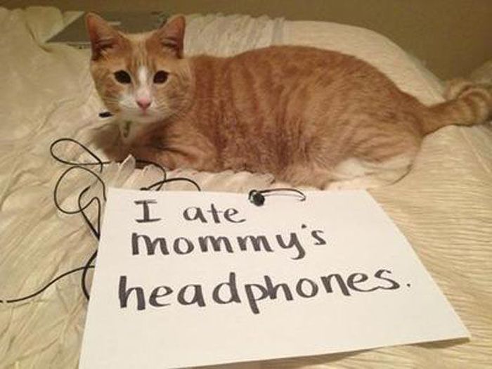 21 Examples Of Cat Shaming