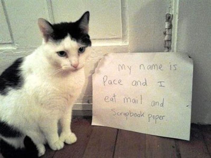 21 Examples Of Cat Shaming