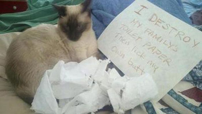 21 Examples Of Cat Shaming