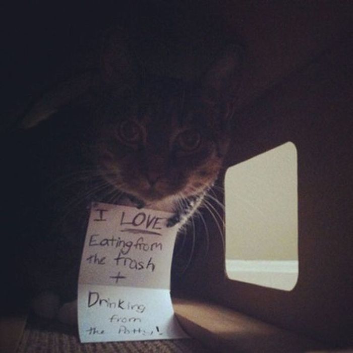 21 Examples Of Cat Shaming