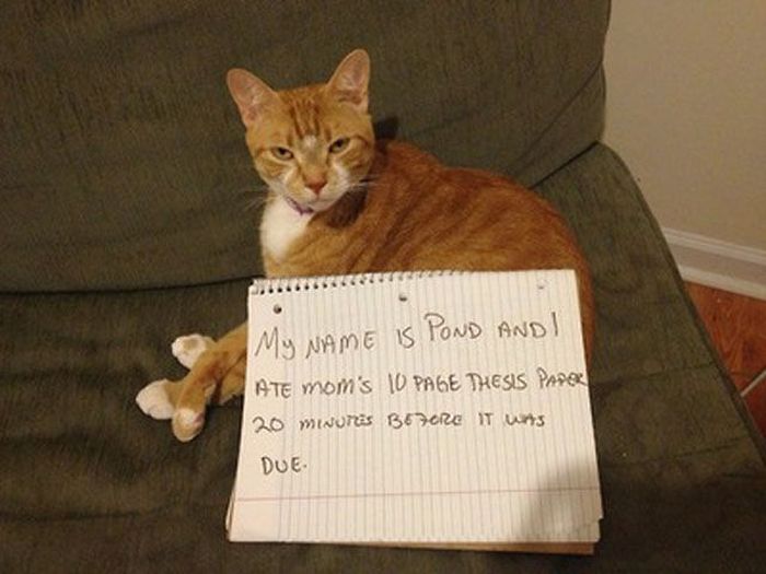 21 Examples Of Cat Shaming