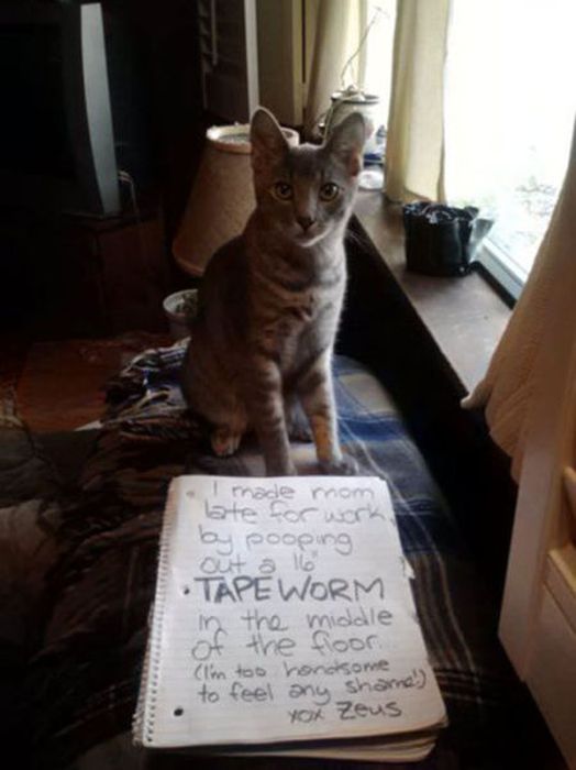 21 Examples Of Cat Shaming