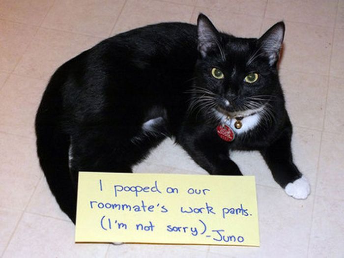 21 Examples Of Cat Shaming