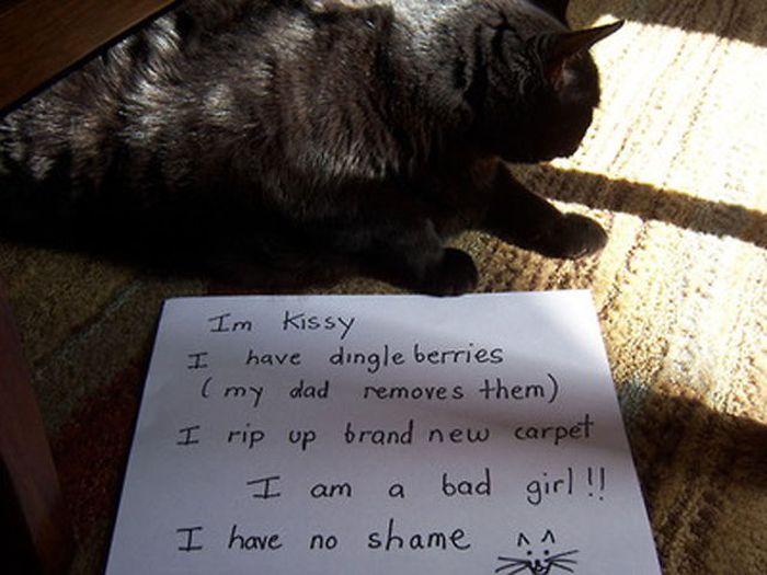 21 Examples Of Cat Shaming