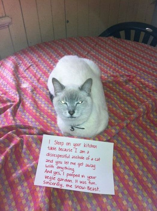 21 Examples Of Cat Shaming