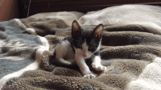 A small dump of gifs