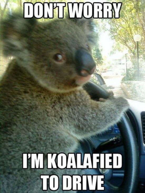 pun don t worry i m koalafied to drive - Don'T Worry I'M Koalafied To Drive