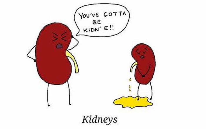 pun funny pictures of kidneys - You've Gotta Be Kidn' E!! Kidneys