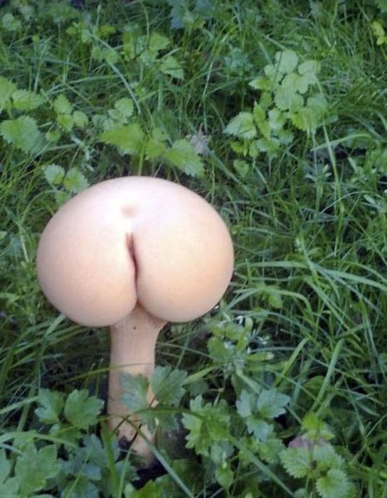 mushroom that looks like a butt