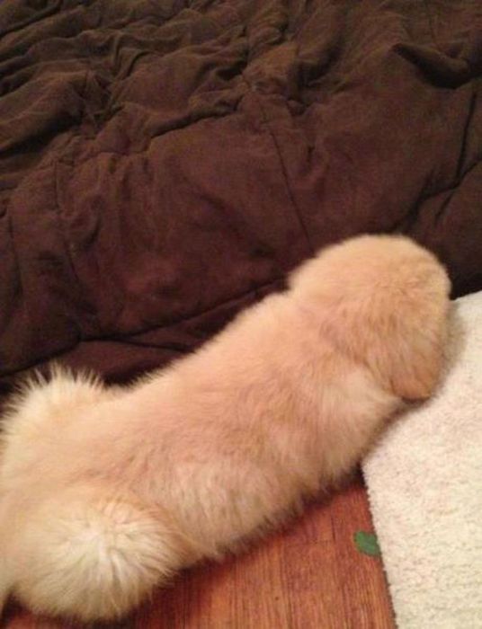 dog looks like a penis