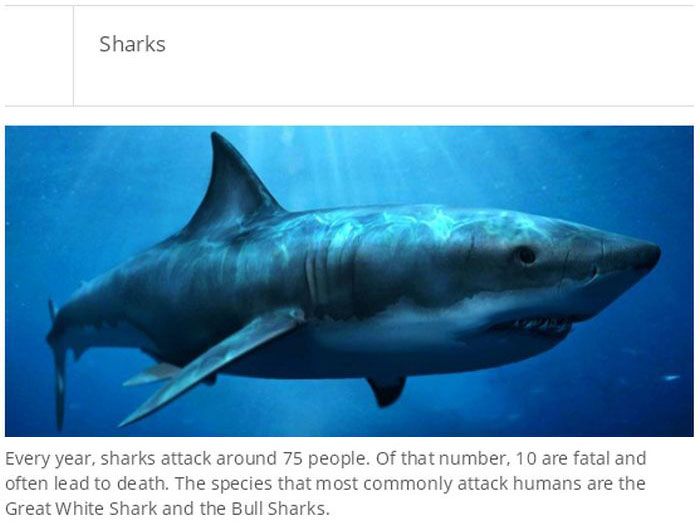 Some of the most dangerous animals