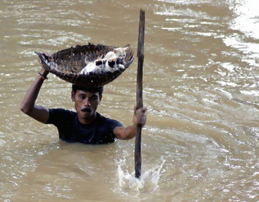 During massive floods in Cuttack City, India, in 2011, a heroic villager saved numerous stray cats by carrying them with a basket balanced on his head