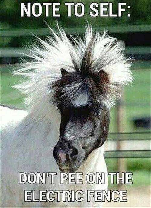 funny horse - Note To Self Don'T Pee On The Electric Fence
