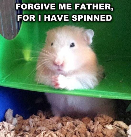 funny hamster - Forgive Me Father, For I Have Spinned