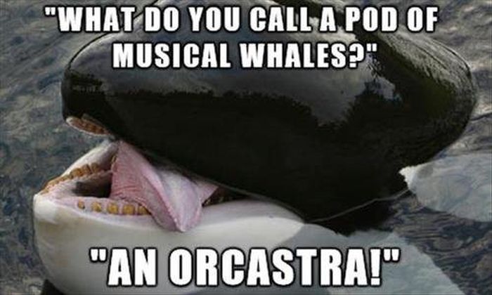 free willy - "What Do You Call A Pod Of Musical Whales?" "An Orcastra!"