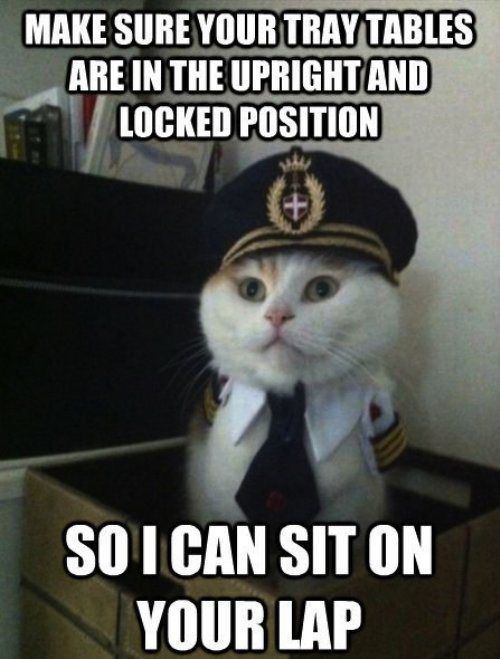 captain cat - Make Sure Your Tray Tables Are In The Upright And Locked Position So I Can Sit On Your Lap