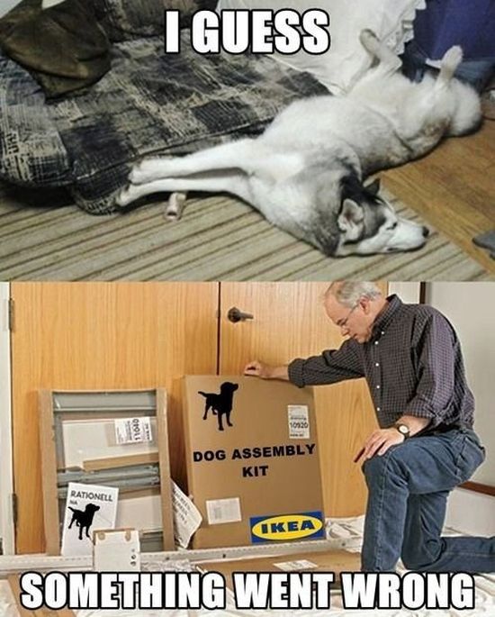 ikea funny meme - I Guess Dog Assembly Kit Ratione Ikea Something Went Wrong