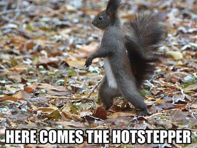 evolution of squirrels - Here Comes The Hotstepper