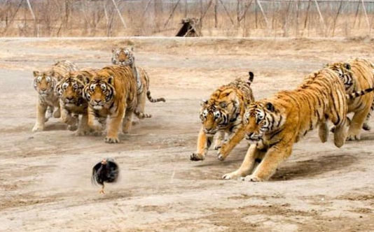 Wrong place at the wrong time