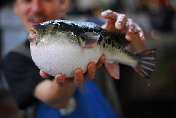 However fugu, as it is called in Japanese, has been eaten for hundreds of years in Japan, where expert chefs serve it as a delicacy.