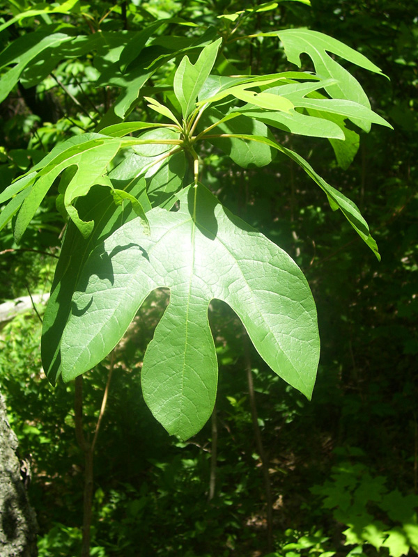 Sassafras OilBanned: In the 1960s, the FDA banned the use of sassafras oil, mostly composed of safrole, in foods and additives.