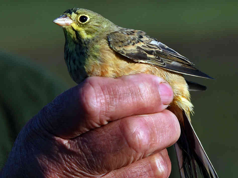 Ortolan Banned: Protected species in Europe. Smuggling the bird into the U.S. is a crime.
