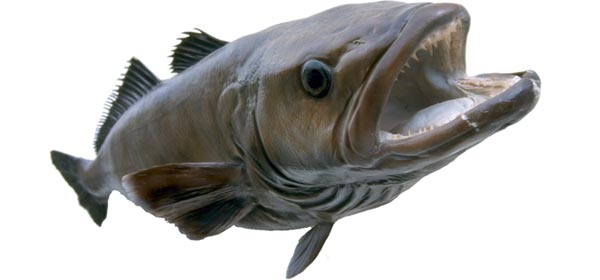 Chilean Sea Bass Controlled: Only sanctioned sources are authorized to sell Chilean sea bass. The FDA issues compliance numbers to boats that are officially permitted to catch the fish.
