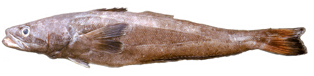 Restaurants served up so many dishes that the redfish became endangered.