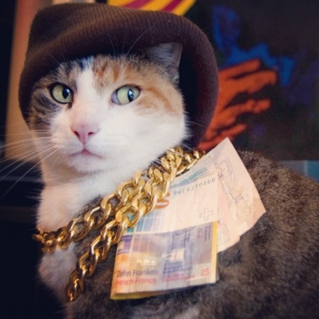 Gangsta Cats ! - Gallery | eBaum's World