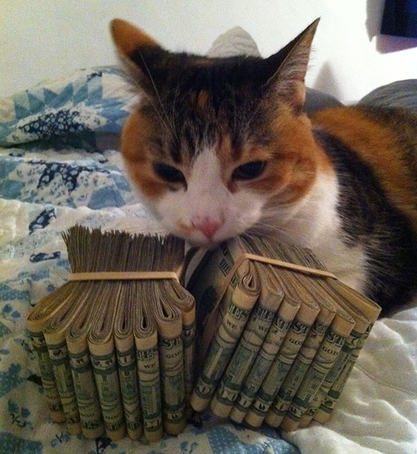 Gangsta Cats !