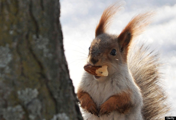 Squirrels Love Pizza