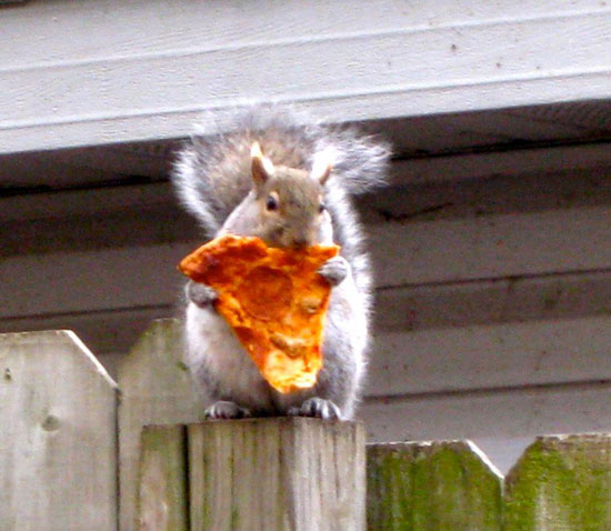 Squirrels Love Pizza
