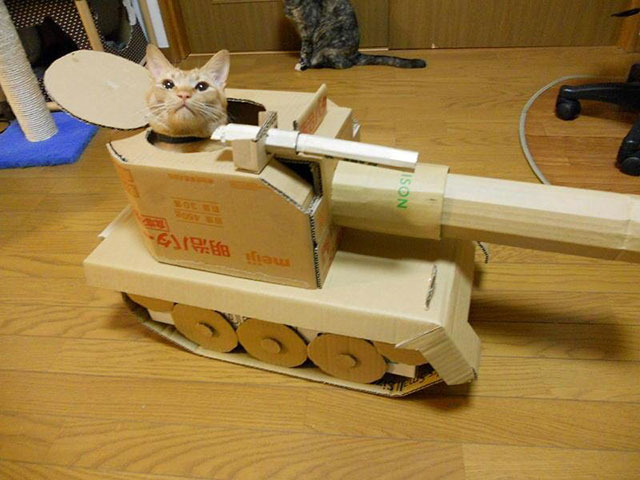 Cats prepare for battle !