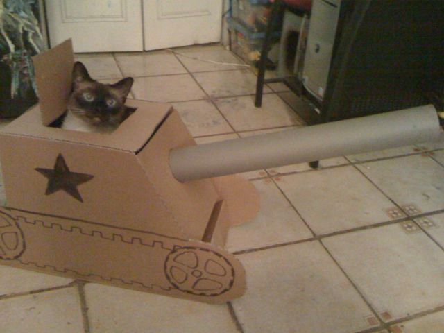 Cats prepare for battle !