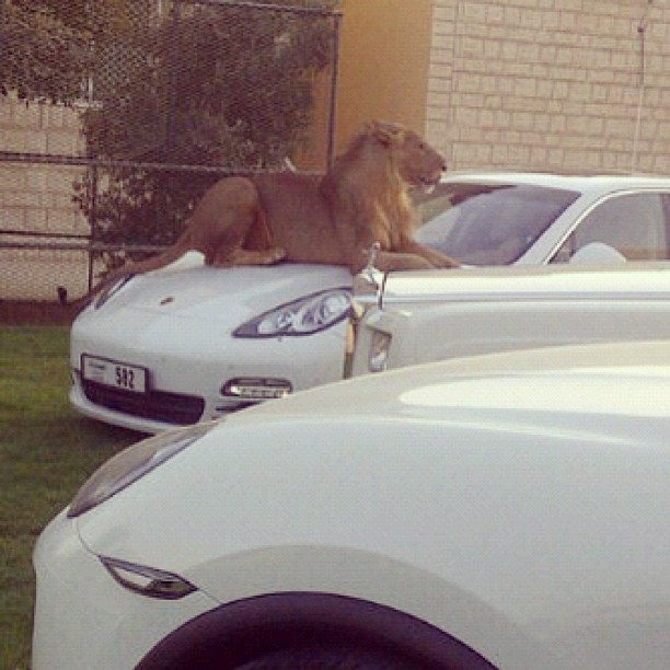 Things you only see in Dubai