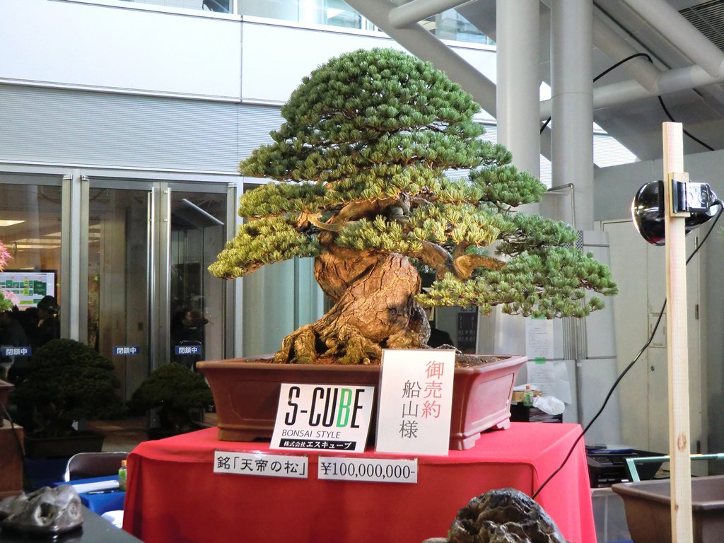 The most expensive Bonsai tree in the world. Over 300 Years Old, 1.3 million.